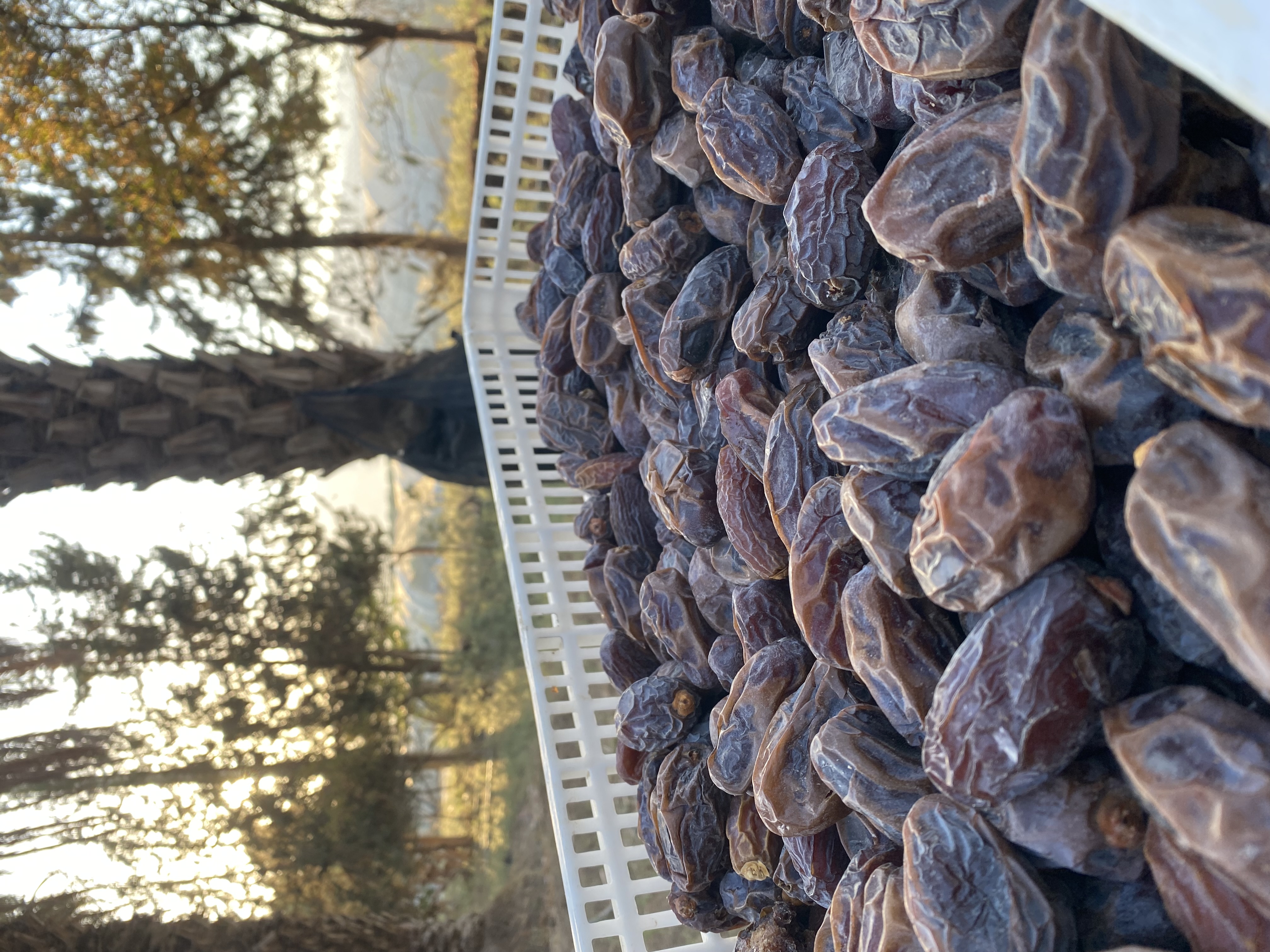 Al-Fadhil Dates